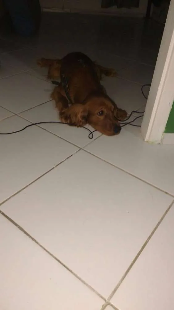 Cachorro raça Coke Spen idade 7 a 11 meses nome Lucky
