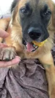 Bob