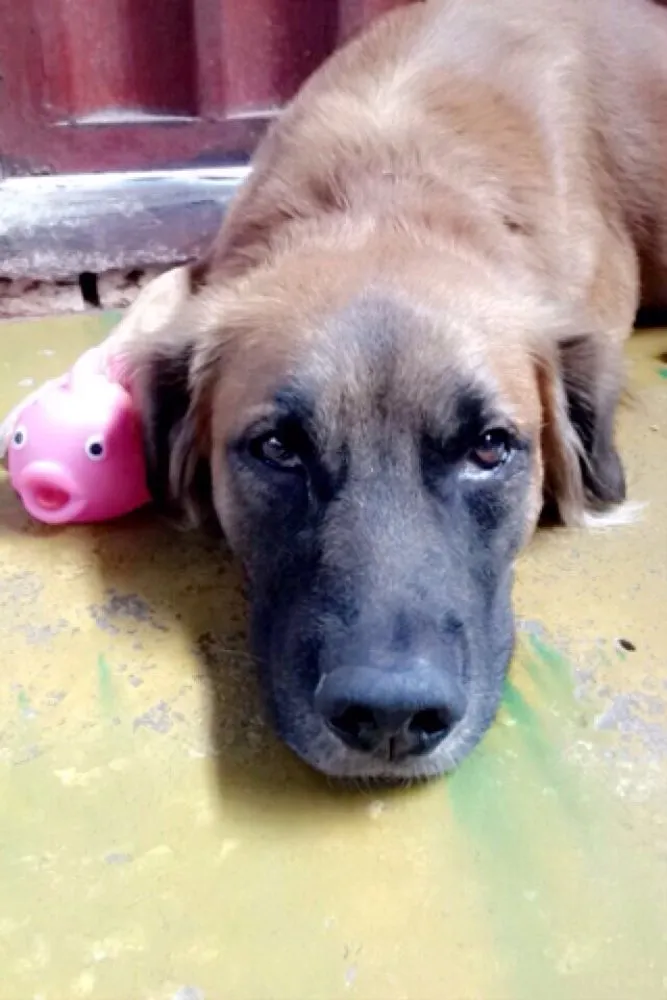 Cachorro ra a Vira lata idade 3 anos nome Bob