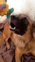 Bob