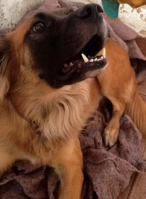 Cachorro ra a Vira lata idade 3 anos nome Bob