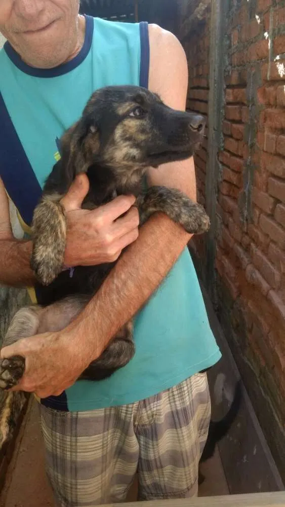 Cachorro ra a Sem raça definida idade 7 a 11 meses nome Cachorrinhos