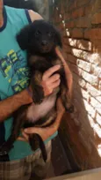 Cachorrinhos