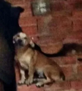 Cachorro ra a Vira lata idade 7 a 11 meses nome Pantera e Tor