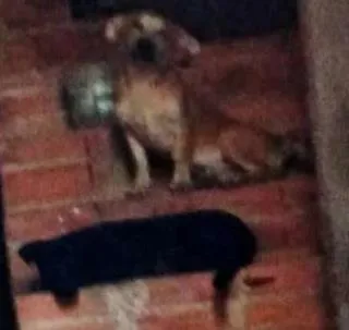 Cachorro ra a Vira lata idade 7 a 11 meses nome Pantera e Tor
