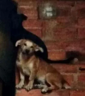 Cachorro ra a Vira lata idade 7 a 11 meses nome Pantera e Tor