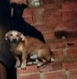 Cachorro ra a Vira lata idade 7 a 11 meses nome Pantera e Tor