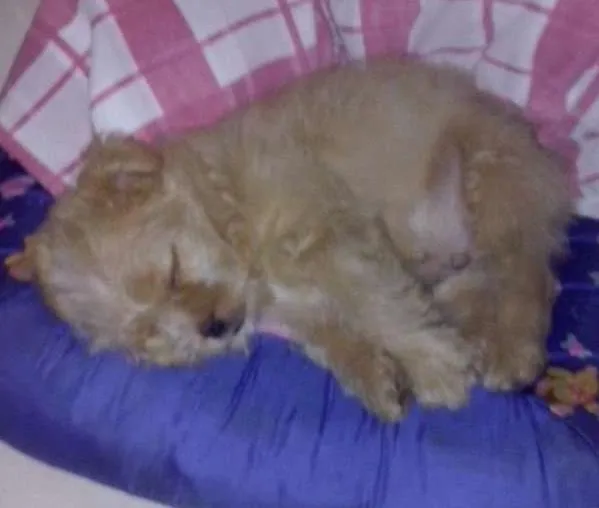 Cachorro ra a mista idade 7 a 11 meses nome pocoio