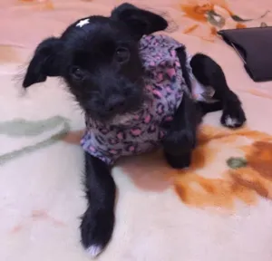 Cachorro raça Não definida idade  nome Laila