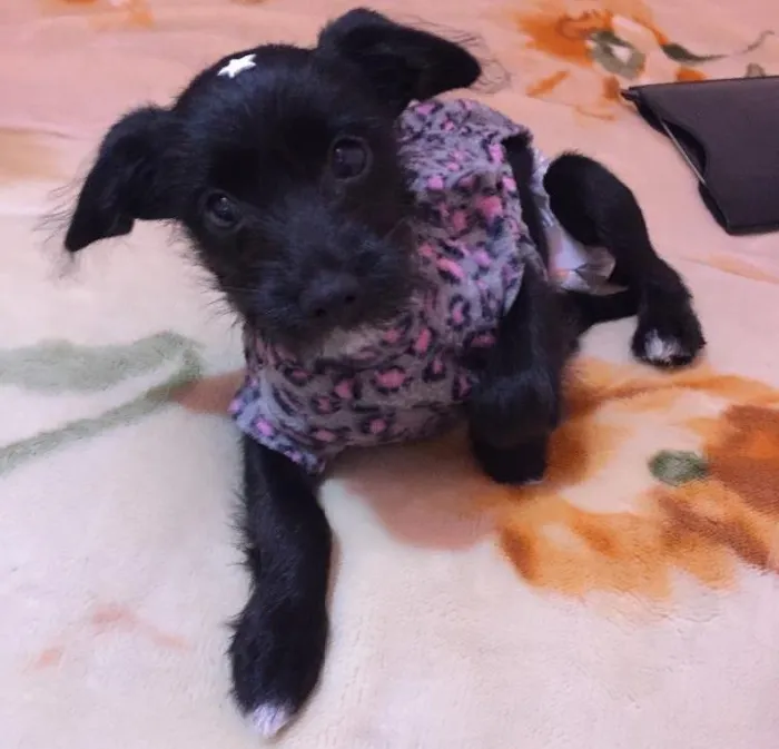 Cachorro ra a Não definida idade  nome Laila
