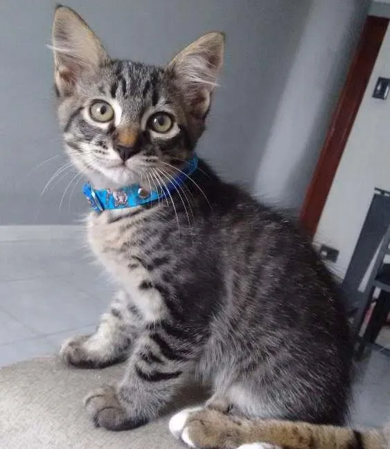Gato ra a sem raça definida idade 2 a 6 meses nome Lord, P e Bca Rajada