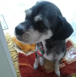 Cachorro raça lhasa/poodle idade 1 ano nome Kadu
