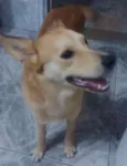 Pingo