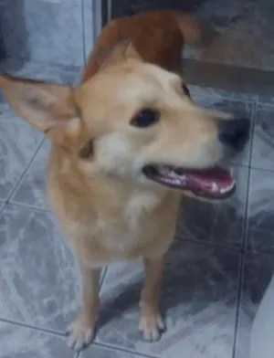 Cachorro raça Sem raça definida idade 1 ano nome Pingo