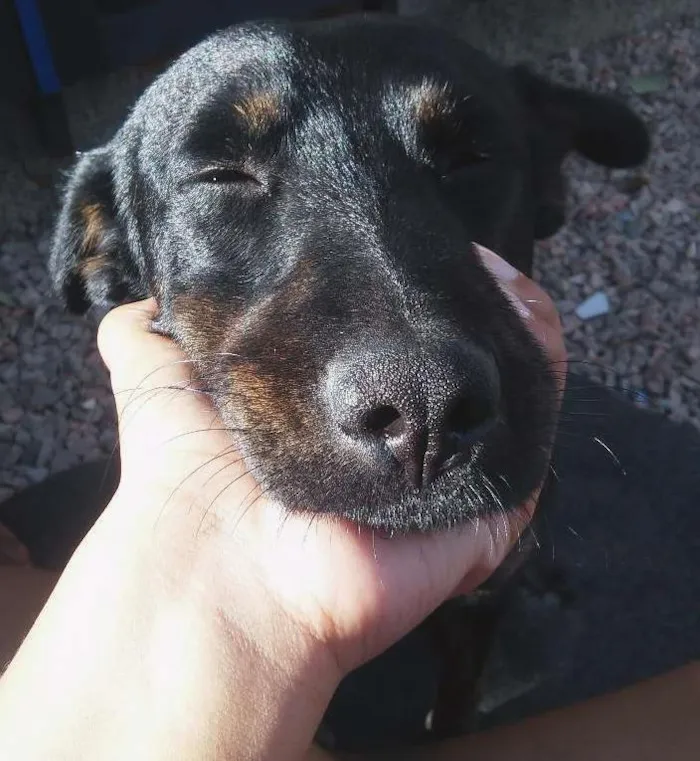 Cachorro ra a Vira-lata idade 3 anos nome Pretinho 