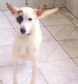 Cachorro raça Desconheço idade 3 anos nome Cindy