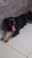 lilica