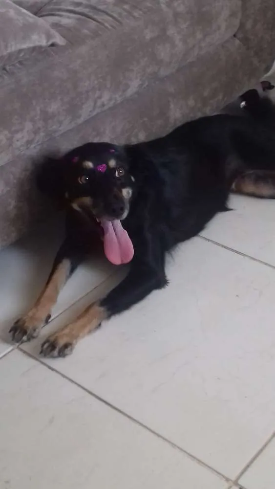 Cachorro ra a sem raca definida idade 2 anos nome lilica