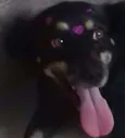 lilica