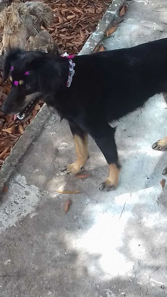 Cachorro ra a sem raca definida idade 2 anos nome lilica