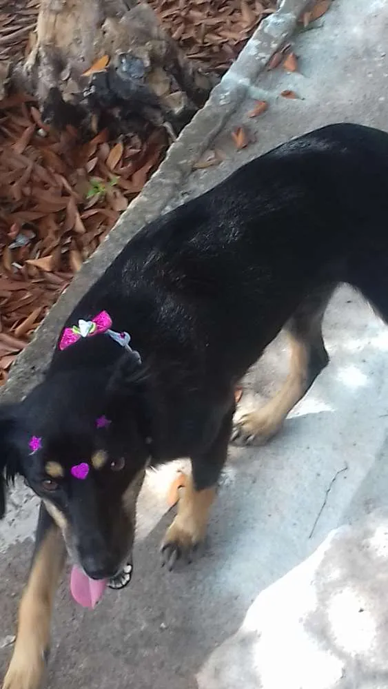 Cachorro ra a sem raca definida idade 2 anos nome lilica