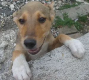 Cachorro raça SRD idade 2 a 6 meses nome Belinha