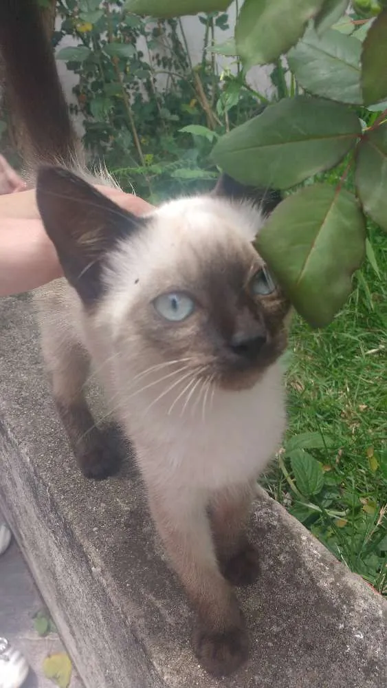 Gato ra a  idade Abaixo de 2 meses nome Cat