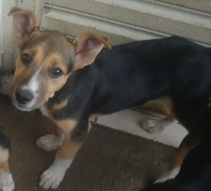 Cachorro ra a SRD idade 2 a 6 meses nome Bono