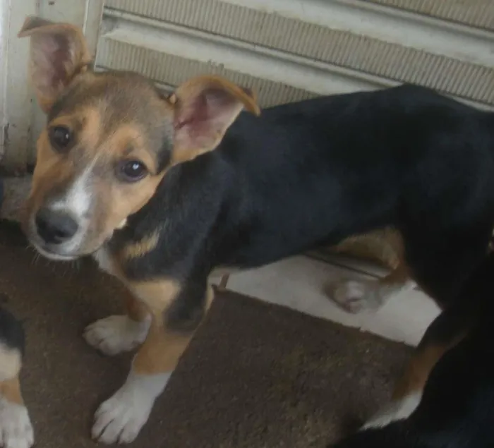 Cachorro ra a SRD idade 2 a 6 meses nome Bono