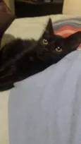 Felicia