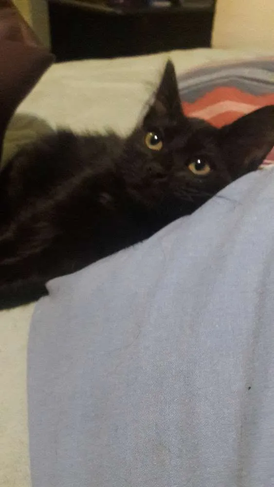 Gato ra a SRD idade 2 a 6 meses nome Felicia