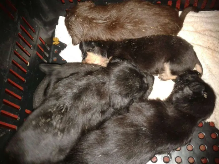 Cachorro ra a  idade Abaixo de 2 meses nome Sem nome