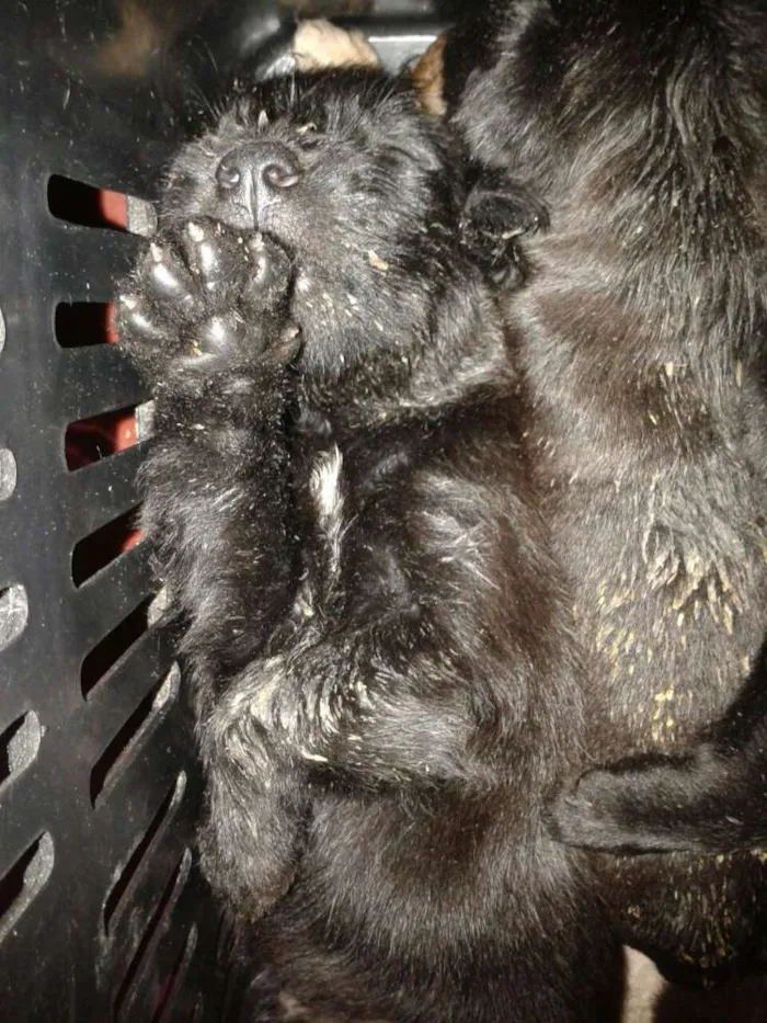 Cachorro ra a  idade Abaixo de 2 meses nome Sem nome