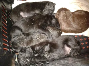 Cachorro raça  idade Abaixo de 2 meses nome Sem nome