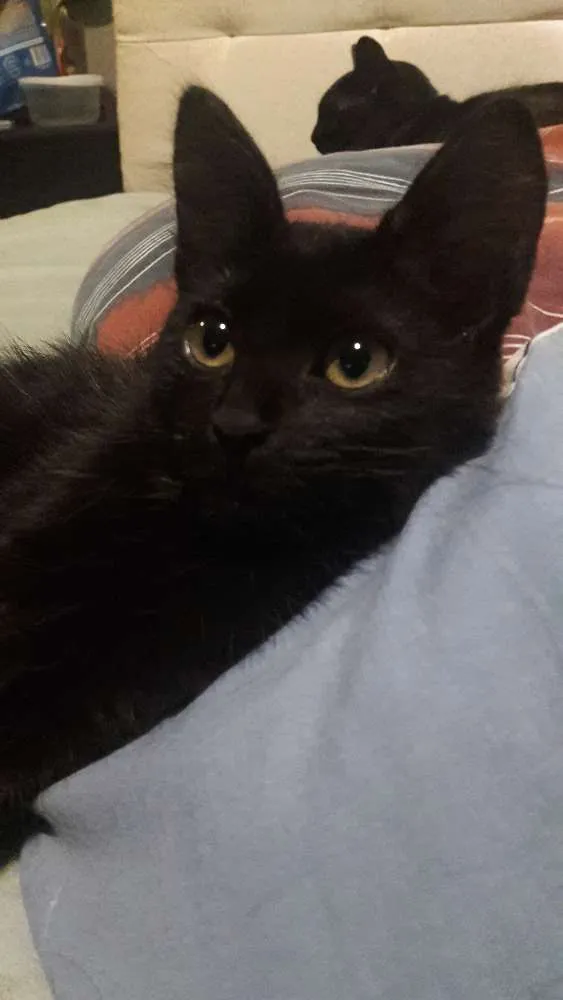 Gato ra a SRD idade 2 a 6 meses nome Felicia