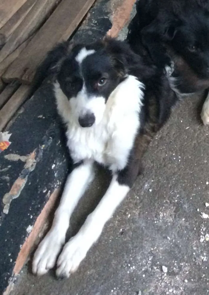 Cachorro ra a SRD idade 2 a 6 meses nome OHARA