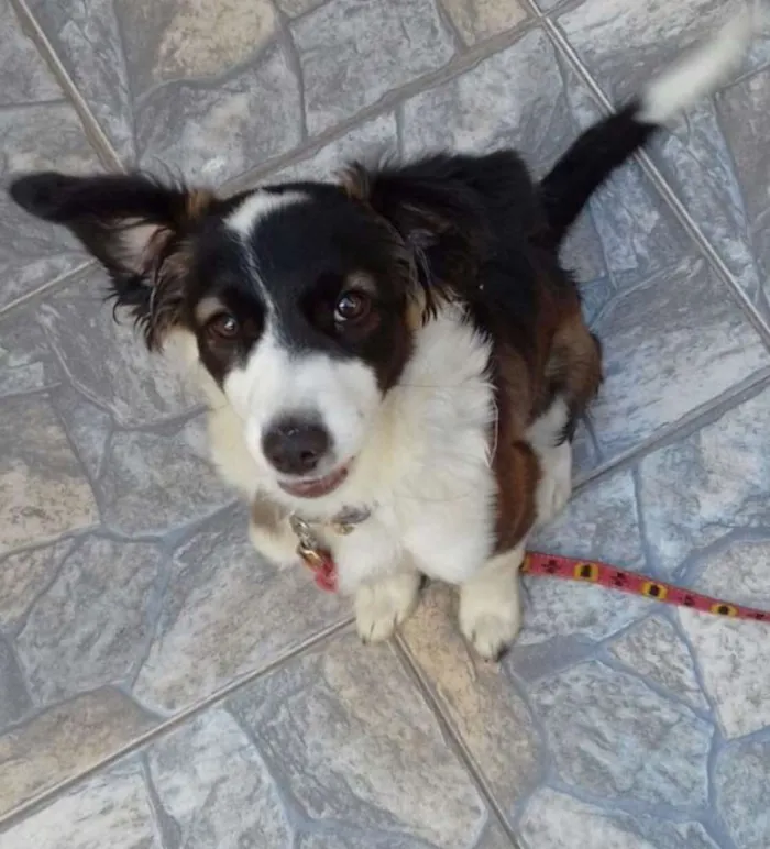 Cachorro ra a SRD idade 2 a 6 meses nome OHARA