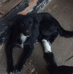 Cachorro raça SRD idade 2 a 6 meses nome SIMBÁ