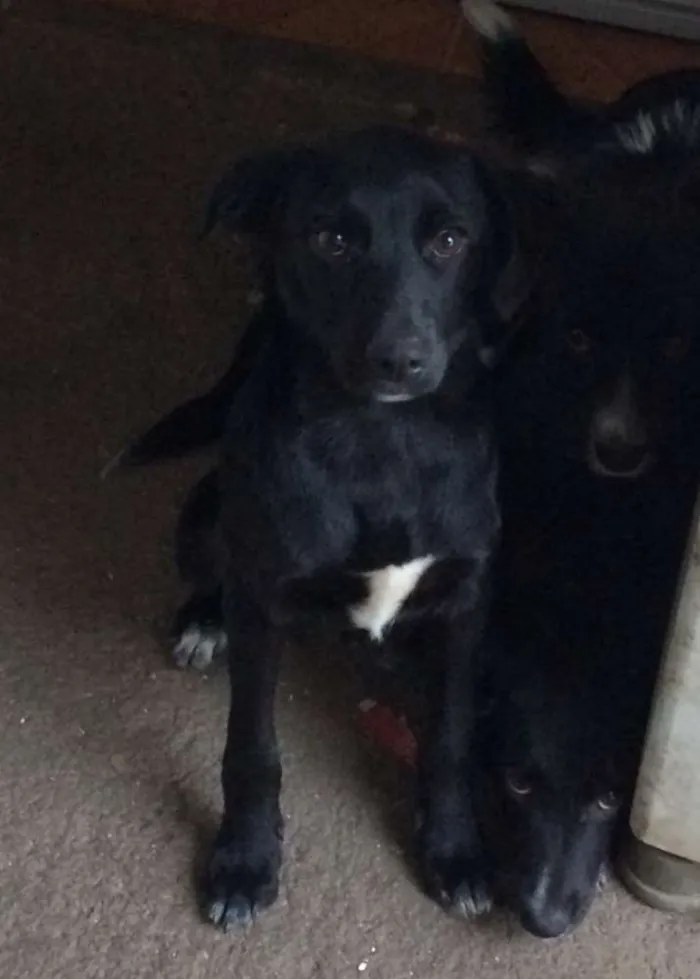 Cachorro ra a SRD idade 2 a 6 meses nome PRINCIPE