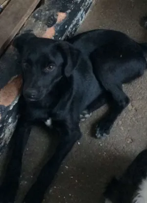 Cachorro raça SRD idade 2 a 6 meses nome PRINCIPE