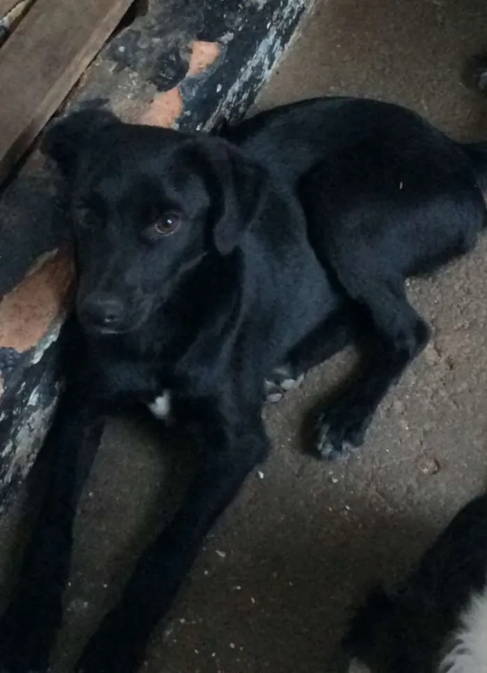 Cachorro ra a SRD idade 2 a 6 meses nome PRINCIPE