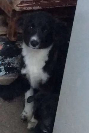 Cachorro raça SRD idade 2 a 6 meses nome THOR