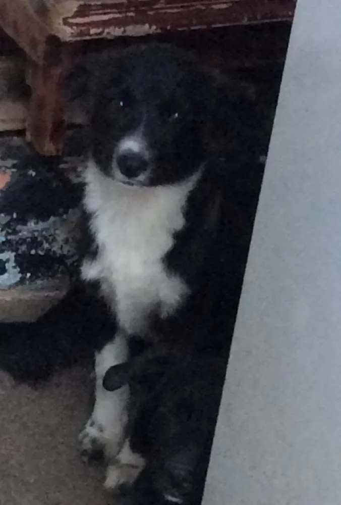 Cachorro ra a SRD idade 2 a 6 meses nome THOR