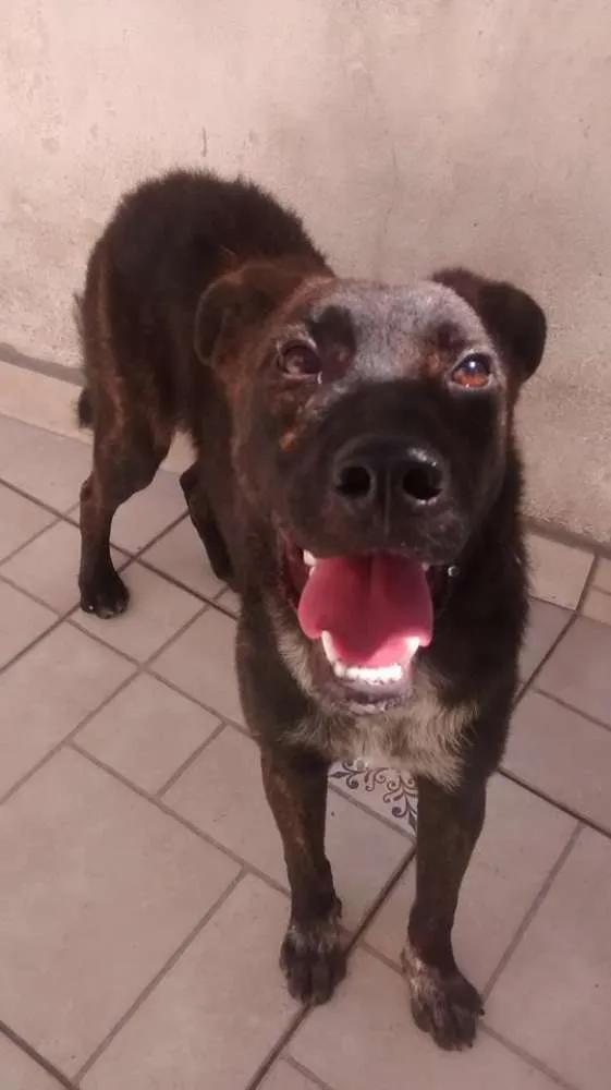 Cachorro ra a srd idade 7 a 11 meses nome spock