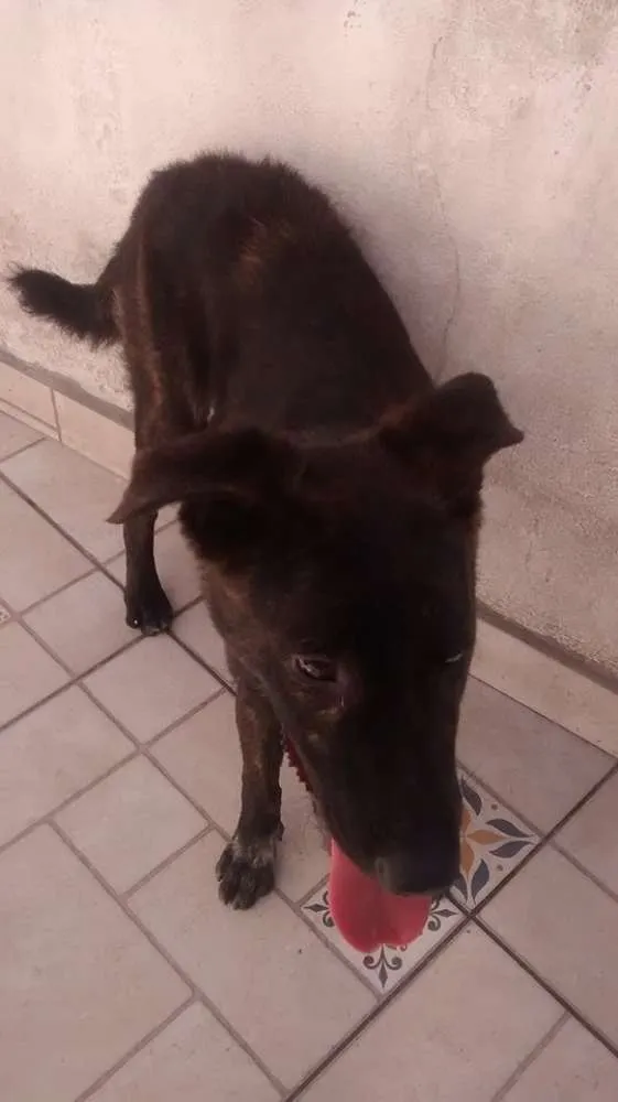 Cachorro ra a srd idade 7 a 11 meses nome spock