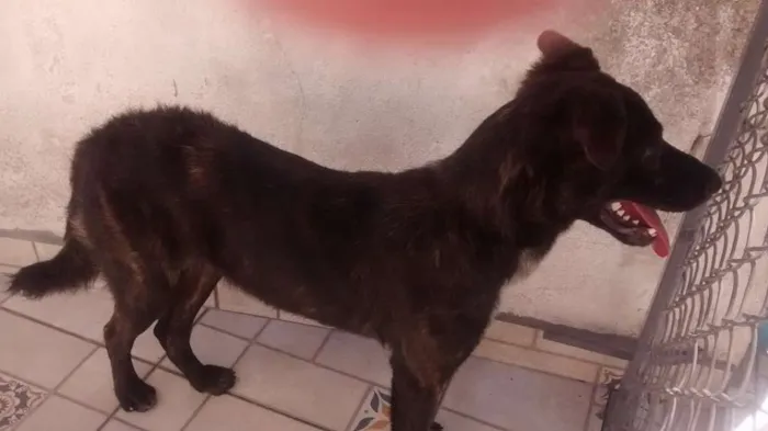 Cachorro ra a srd idade 7 a 11 meses nome spock