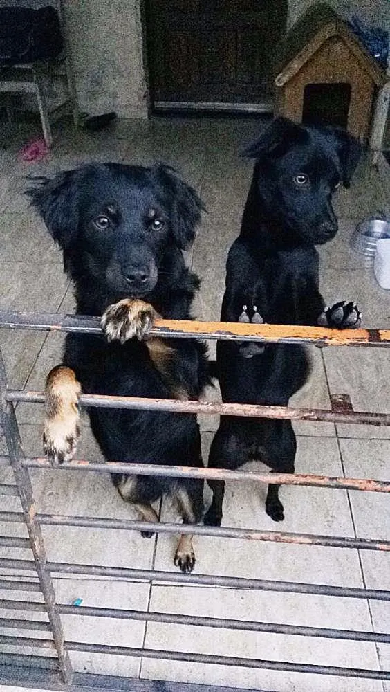 Cachorro ra a vira lata  idade 7 a 11 meses nome kiara,juninho