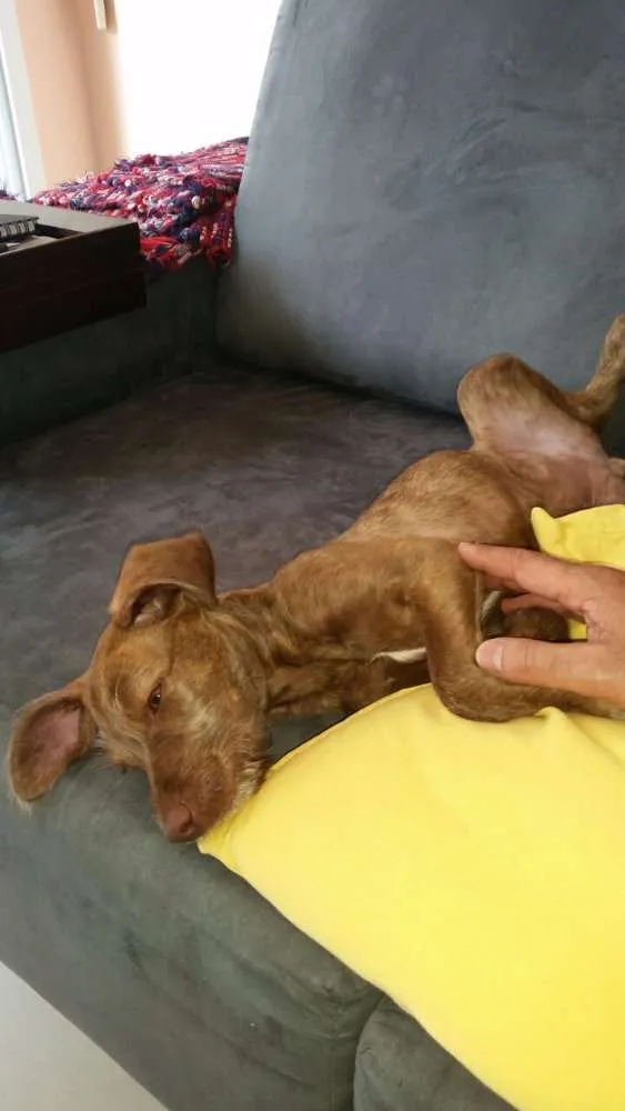 Cachorro ra a Srd idade 2 a 6 meses nome Mel