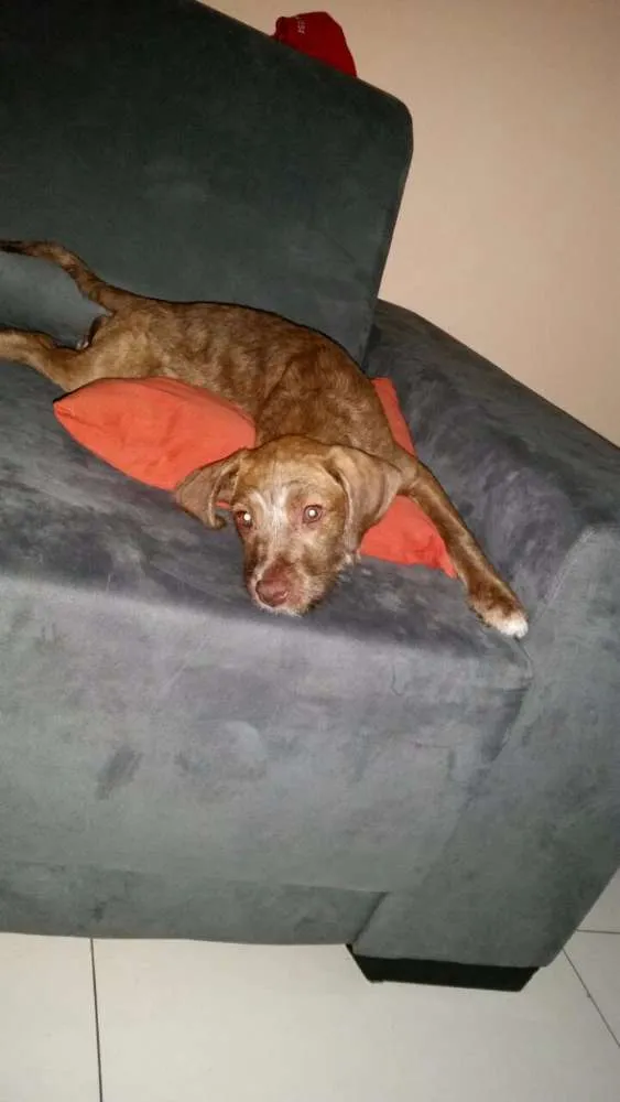 Cachorro ra a Srd idade 2 a 6 meses nome Mel