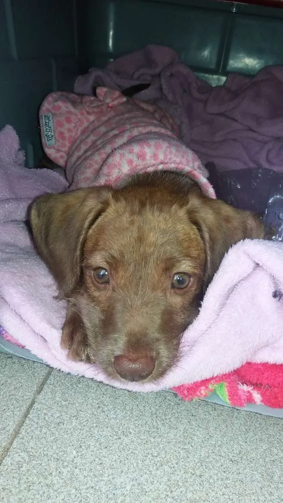 Cachorro ra a Srd idade 2 a 6 meses nome Mel